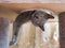 Funny Russian blue cat looks out of the hole