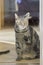 Funny and sad marble cat knocking glass door asking to enter the room