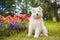 Funny Samoyed puppy dog in the garden on the green grass with flowers