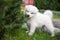 Funny Samoyed puppy gnaws a decorative fir tree