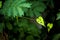 A funny, scary, or maybe painful heart shape climbing plant leaf shown it green color face on dark green background.