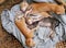 Funny scene four newborn kitten sleeping together, cute, humor baby animal