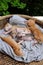 Funny scene four newborn kitten sleeping together, cute, humor baby animal