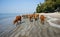Funny scene, herd of cow on beach