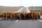 Funny scene herd of cows walk forward in horizontal row, behind view only croup or rump