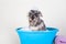 Funny Schnauzer puppy Dog taking bath with shampoo and bubbles in blue bathtub . Banner for pet shop, grooming salon