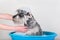 Funny Schnauzer puppy Dog taking bath with shampoo and bubbles in blue bathtub . Owner or groomer bathes dog