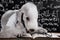 Funny scientist dog breed Bedlington Terrier