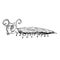 Funny scolopendra, hand drawn doodle black and white sketch