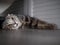 Funny scottish fold cat with bright yellow eyes hiding in shade under the bed