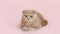 Funny scottish fold cat lying on pink background and looking at camera. Close up. copy space, side view. Domestic animals