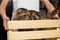 Funny Scottish Fold cat stands in a wooden box held by a woman. Concept of games with pets. Owner is entertaining his