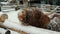 Funny Scottish highland cow in a cattle paddock begs for food sticking out tongue, snowfall and winter in the mountains