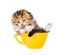 Funny Scottish kitten in large cup on white background