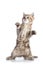 Funny scottish straight cat kitten standing isolated over white background