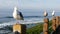 Funny sea gull birds on railings. Seagulls and green pigface sour fig succulent, pacific ocean splashing waves. Ice plant greenery