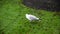Funny seagull trampling the green wet grass like it was dancing.