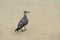 Funny seagull walk on the sand on the sandy beach