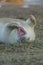 Funny seal laying on ground and yawning