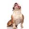 Funny seated english bulldog with tongue exposed looks up