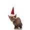 Funny seated metis cat with santa cap looks to side