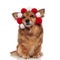 Funny seated metis dog with fluffy red and white headband