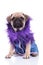 Funny seated pug in blue coat with purple furry collar