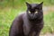 Funny serious bombay black cat portrait