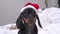 Funny serious dachshund puppy in Santa cap is lying on bed waiting for festive miracle on Christmas eve ready for