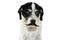 FUNNY AND SERIOUS DOG WEARING BLACK MOUSTACHE OR MUSTACHE. ISOLATED AGAINST WHITE BACKGROUND.