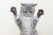 A funny serious gray kitten stands with raised paws and outstretched claws on a light background, does not look into the frame.