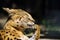 Funny serval cat