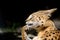 Funny serval cat