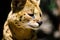 Funny serval cat
