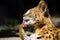 Funny serval cat