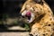 Funny serval cat