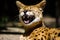 Funny serval cat