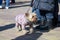 funny shaggy dog in a warm jumpsuit on a leash