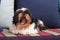 Funny shaggy dog â€‹â€‹sits at home on a sofa and yawns. Shih Tzu breed