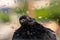 Funny shaggy wet pigeon is sitting on windowsill during summer rain