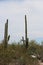 Funny shaped Saguaro Cactus in a desert landscape at Saguaro National Park in Tucson, Arizona