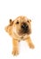 Funny shar pei puppy