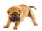 Funny shar pei puppy