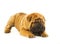 Funny shar pei puppy