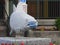 Funny shark statue with a blue stripe face mask on the street