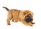 Funny sharpei