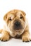 Funny sharpei puppy