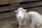 Funny sheep with crooked teeth