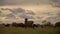 Funny sheep graze on lush grass of wide green pastureland