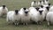 Funny sheep looking and walking towards camera